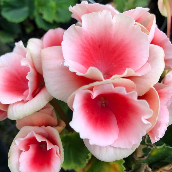 Meet your Posher, Amy - Picture 1 of 1